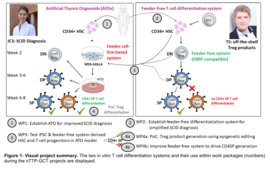 Die beiden in vitro T-Zell-Differenzierungssysteme und ihre Verwendung im Rahmen der Arbeitspakete des nTTP-GCT-Projekts sind dargestellt.