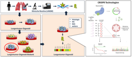 Routinediagnostik mit CRISPR-Technologien zur funktionellen Charakterisierung von Lungenorganoiden.