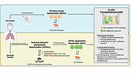 Projektschema zur Ermittlung des therapeutischen Potentials von iBCs bei PCD.